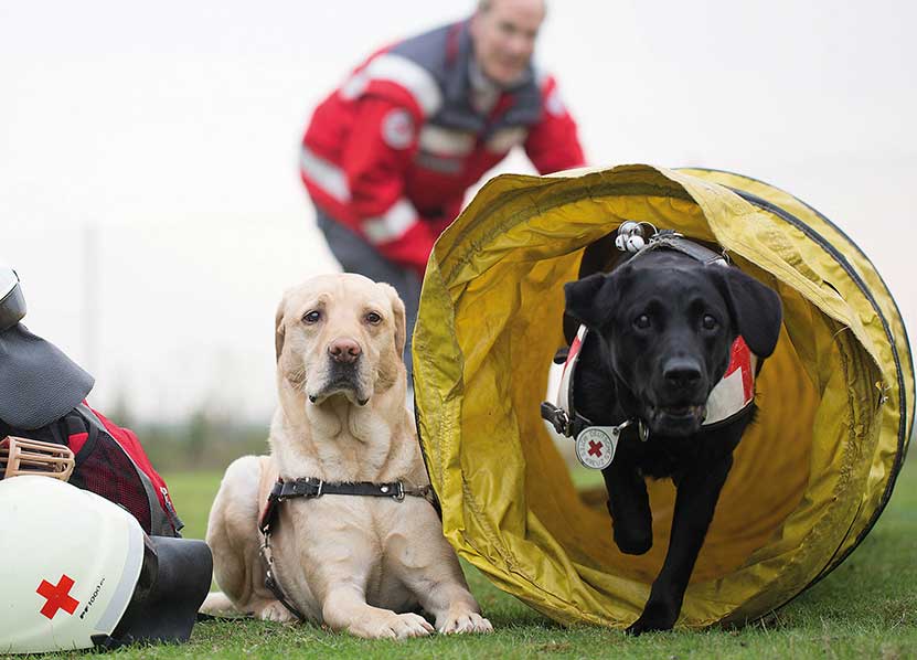 DRK, Rettungshunde, Hunde